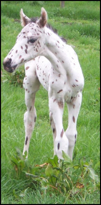 Knabstrupper colt